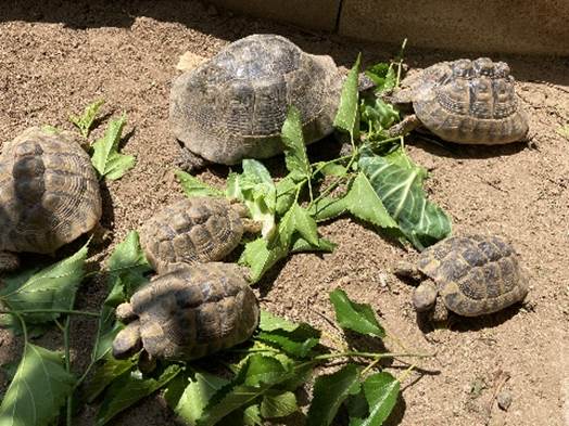 カメ, 爬虫類, 動物, 屋外 が含まれている画像

自動的に生成された説明