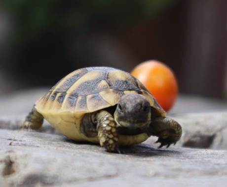 動物, 爬虫類, カメ, 座る が含まれている画像

自動的に生成された説明